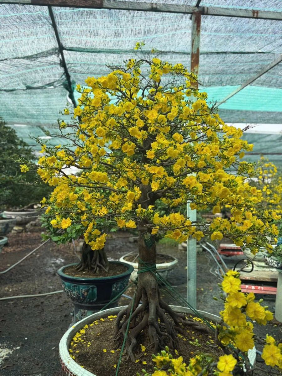 Thuê mai tết Bình Ngọ 2026