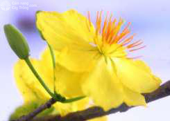 Hoa mai vàng 9 cánh