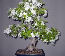 Bonsai mini 