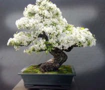 Bonsai mini 1